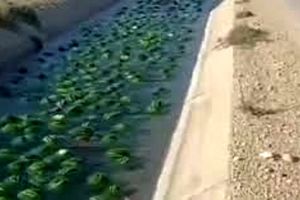 رودخانه هندوانه در بوشهر به راه افتاد/ ویدئو