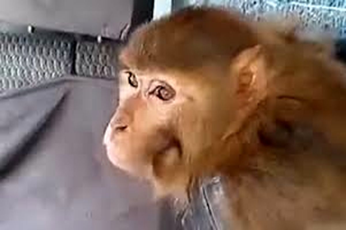 زنده‌گیری میمون سرگردان در تبریز/ ویدئو